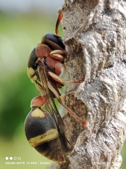 Ropalidia jacobsoni