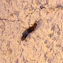 Distremocephalus opaculus