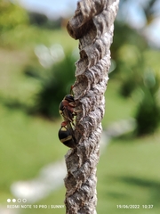 Ropalidia jacobsoni