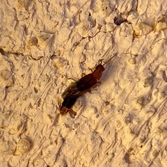 Distremocephalus opaculus