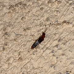 Distremocephalus opaculus