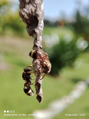 Ropalidia jacobsoni