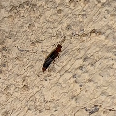 Distremocephalus opaculus