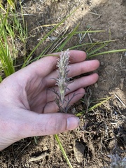 Castilleja pilosa