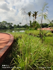Paspalum virgatum