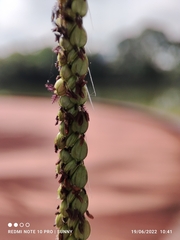 Paspalum virgatum