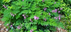 Dicentra eximia