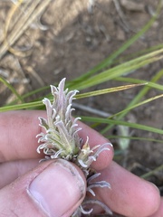 Castilleja pilosa
