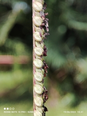 Paspalum virgatum