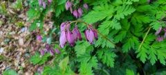 Dicentra eximia