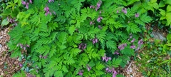 Dicentra eximia