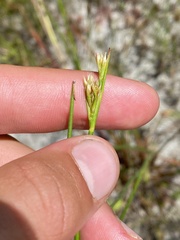 Juncus debilis