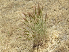 Elymus multisetus