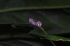 Pintalia constellaris