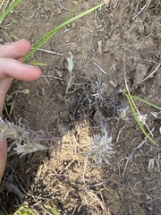 Castilleja pilosa