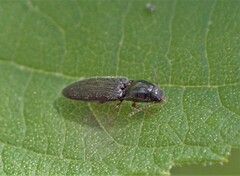 Limonius quercinus
