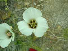 Calochortus howellii