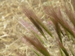 Elymus multisetus