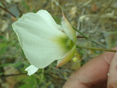 Calochortus howellii