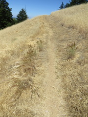 Elymus multisetus