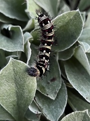 Vanessa virginiensis