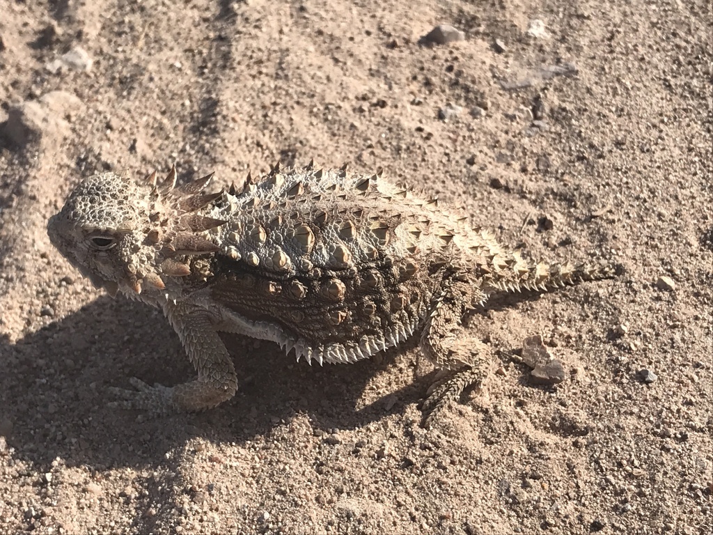 Regal Horned Lizard in June 2022 by Matthew Lachiusa · iNaturalist