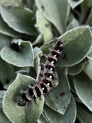 Vanessa virginiensis