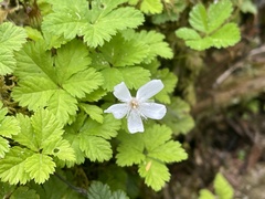Rubus pedatus
