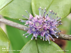 Memecylon pauciflorum