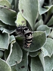 Vanessa virginiensis
