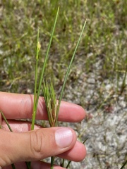 Juncus debilis