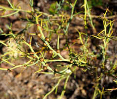 Acacia continua
