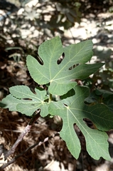 Ficus carica