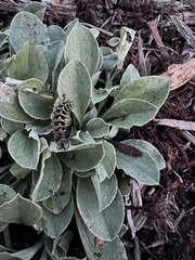 Vanessa virginiensis