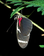 Heliconius antiochus