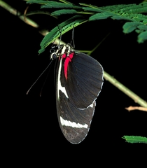 Heliconius antiochus