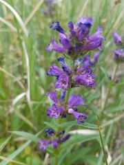 Penstemon heterodoxus