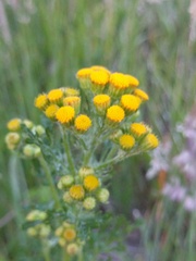 Jacobaea vulgaris dunensis