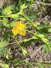Hypericum denticulatum