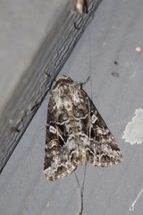 Trichordestra liquida