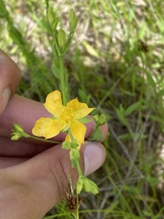 Hypericum denticulatum