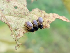 Leptinotarsa undecimlineata