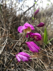 Bletia macristhmochila