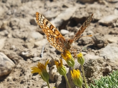 Euphydryas anicia wheeleri