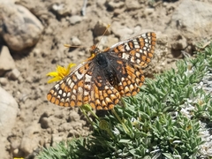 Euphydryas anicia wheeleri