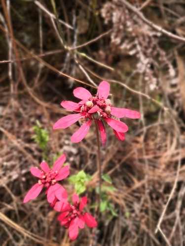 Euphorbia strigosa, photograph 3