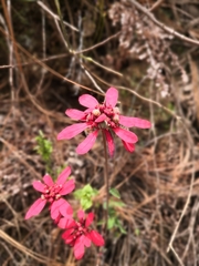 Euphorbia strigosa, photograph author not stated, no rights reserved