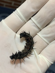 Nymphalis antiopa antiopa