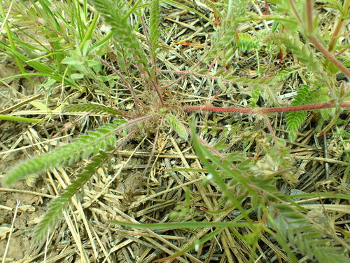 Image of howell's horkelia by no rights reserved