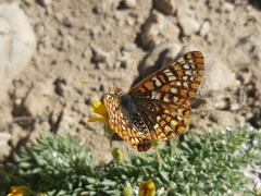 Euphydryas anicia wheeleri